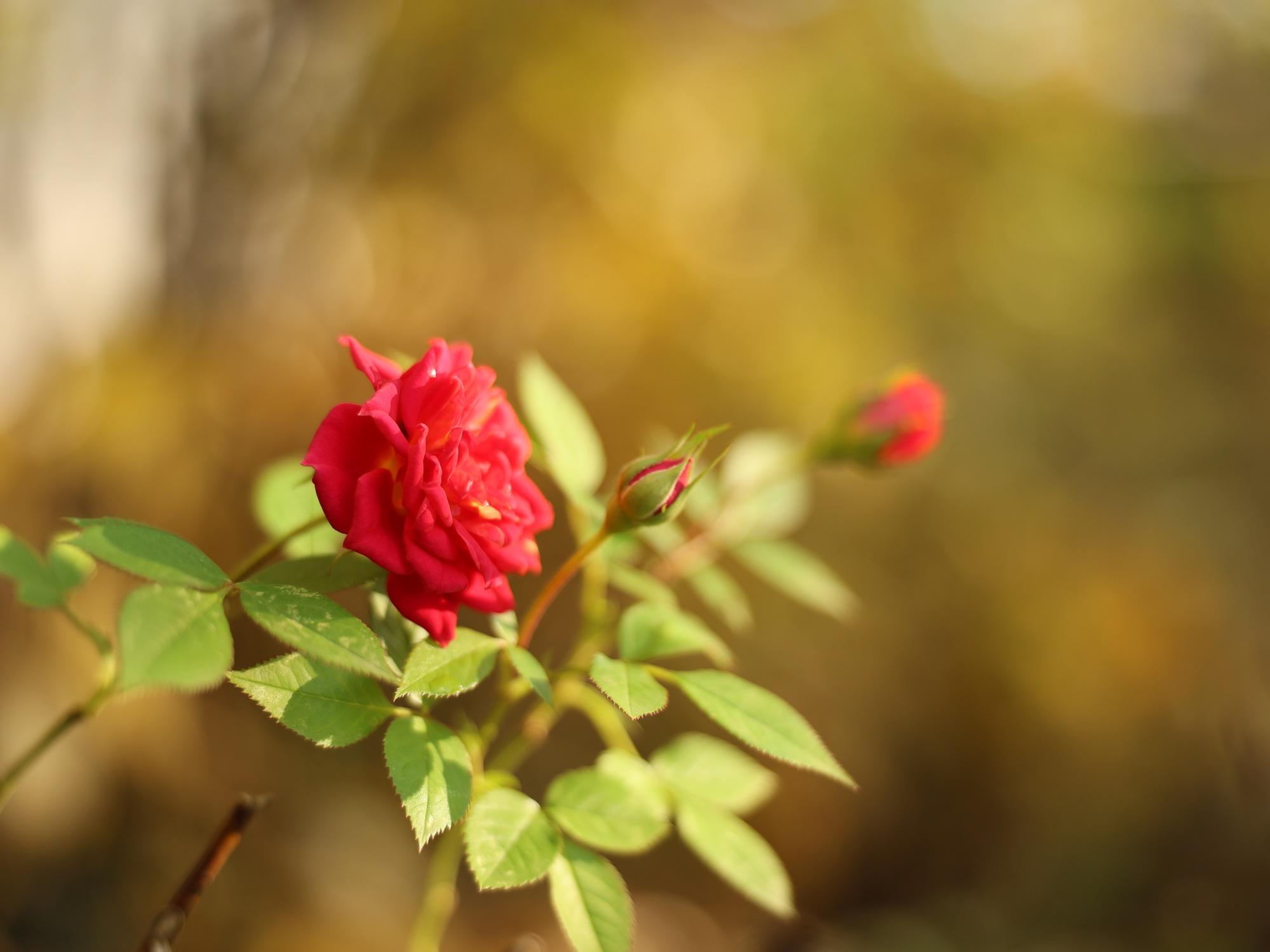Dataset Example Flower at f2.0