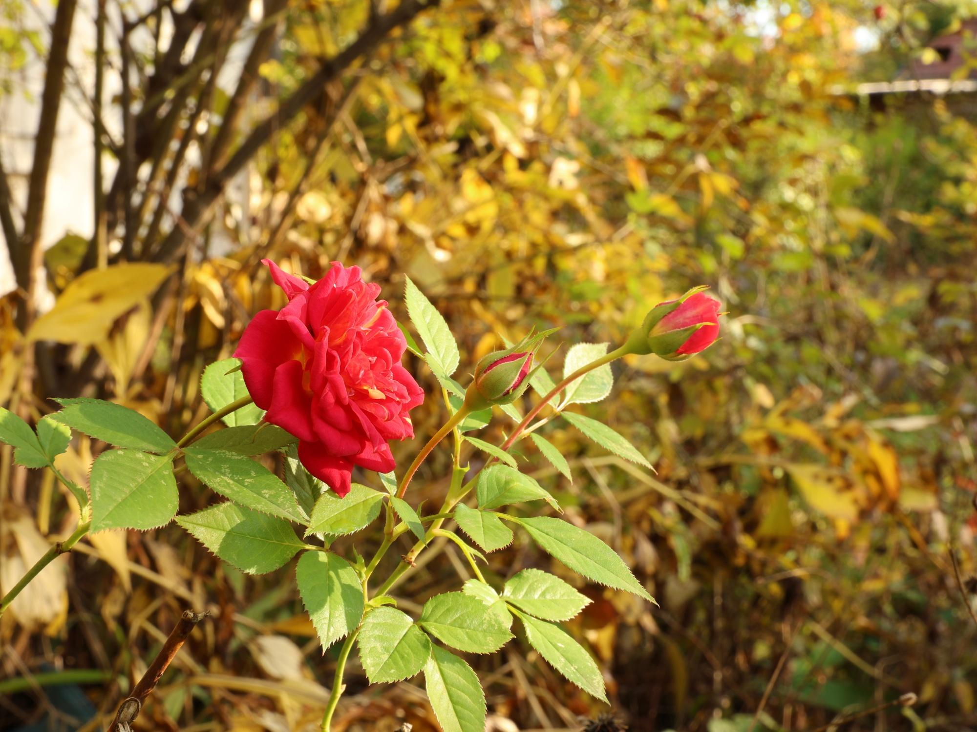 Dataset Example Flower at f22.0