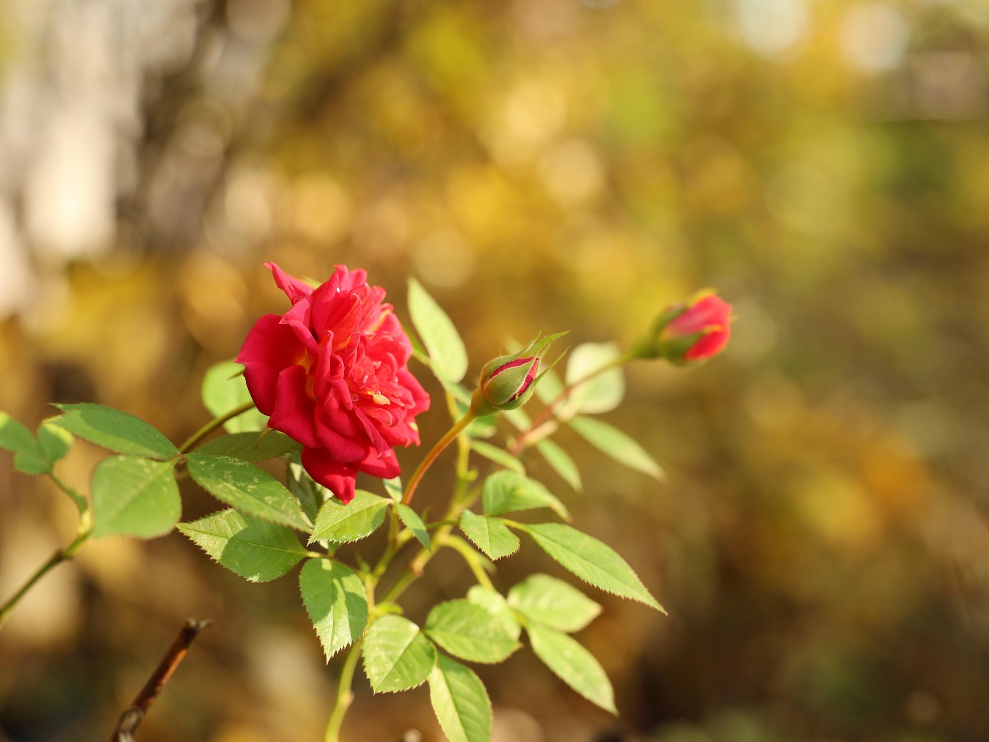 Dataset Example Flower at f4.0