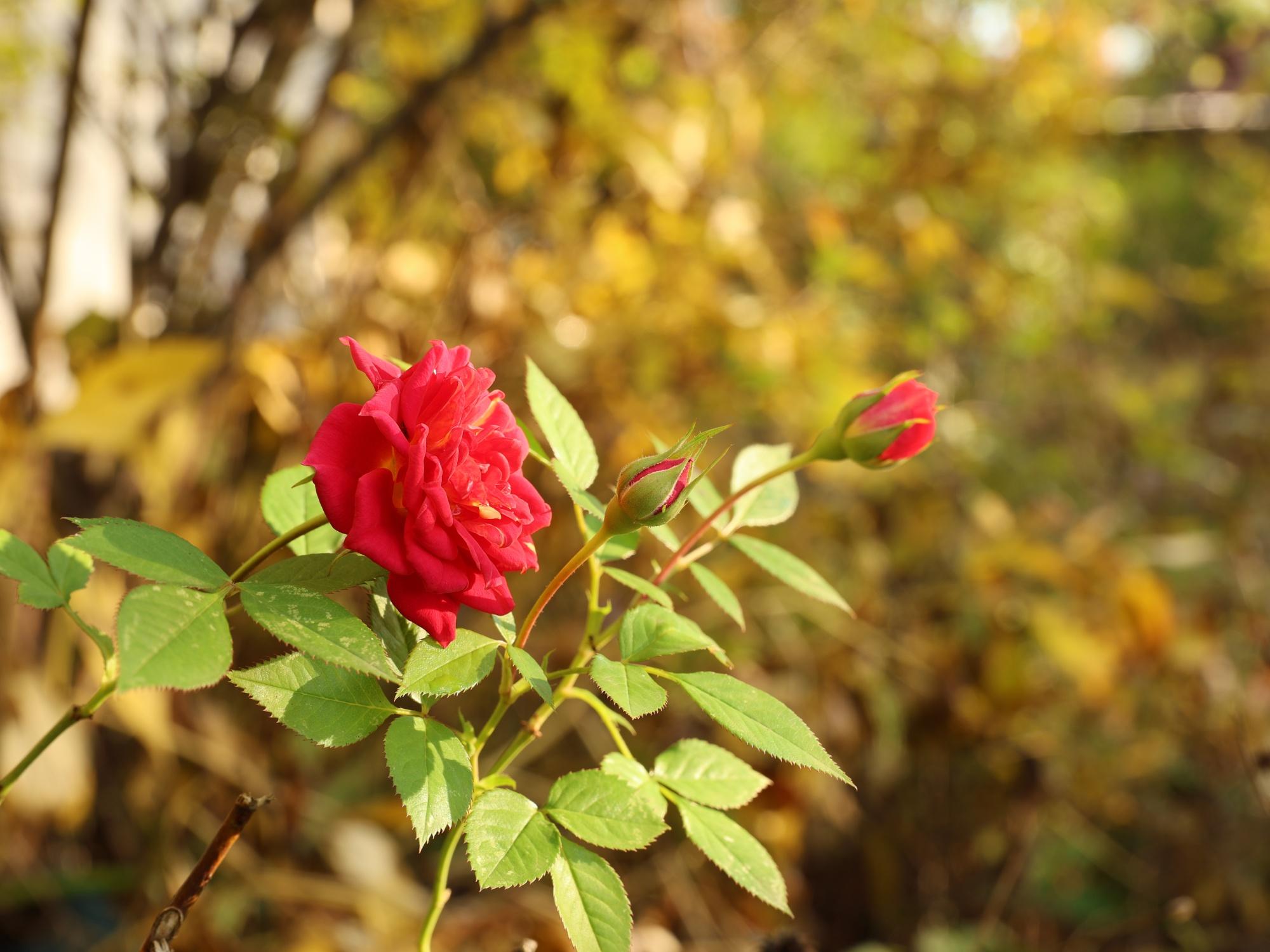 Dataset Example Flower at f9.0